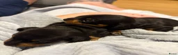 Miniature Dachshund dogs for sale: Black and Tan beautiful miniature dachshunds - Advert 11