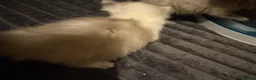 Ragdoll cats for sale: Beautiful little fluffy ragdolls - Advert 8