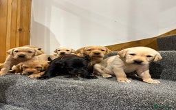 Labrador Retriever dogs for sale: Early Autumn Labrador Puppies - Image 6