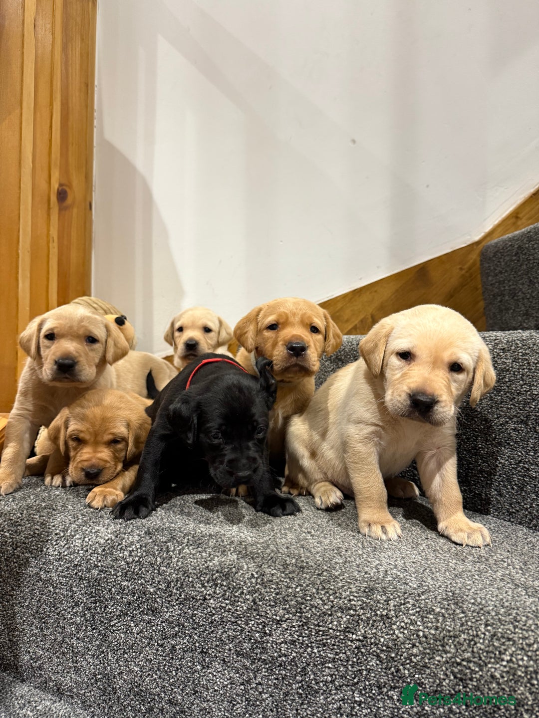 Labrador Retriever dogs for sale: Early Autumn Labrador Puppies - Image 6