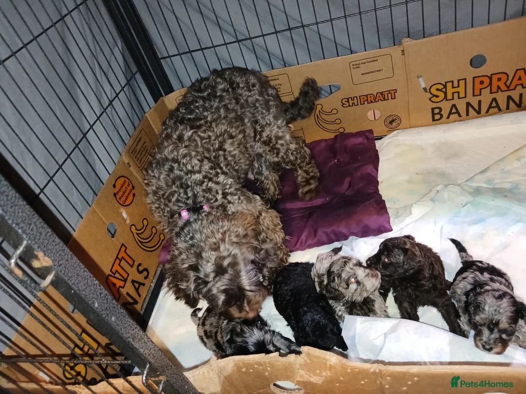 Cockapoo dogs for sale: F2 Cockerpoo puppies  - Advert 2