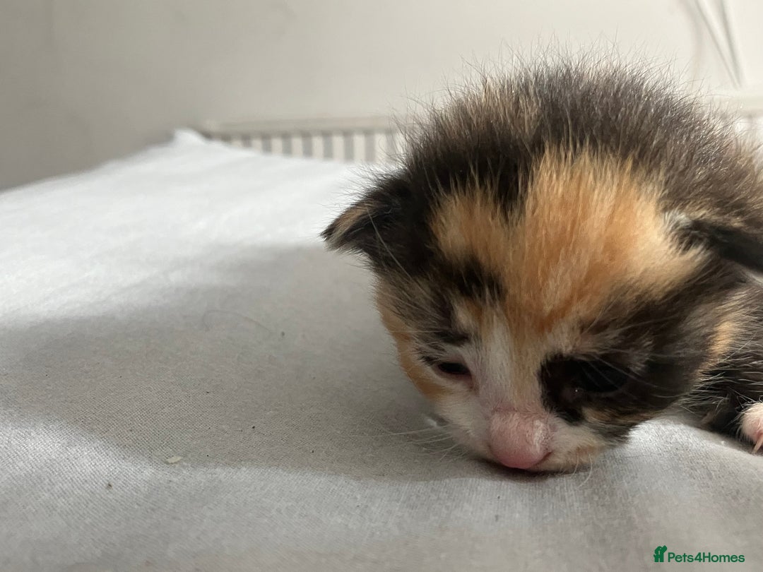 Mixed Breed cats for sale: 5 gorgeous kittens - Image 19