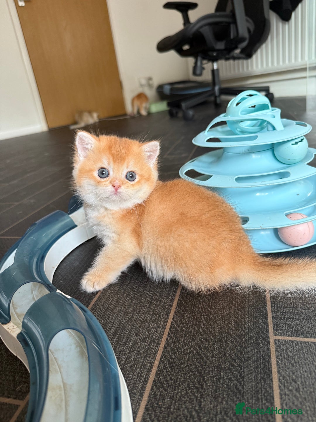 British Shorthair cats for sale: GCCFreg BSH & BLH Chocolate & Black Golden Kittens - Advert 1