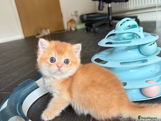 British Shorthair cats - Advert 2