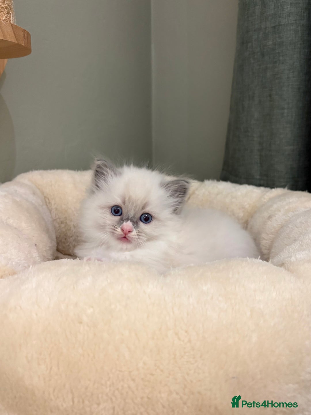 Ragdoll cats for sale: Gccf ragdolls ready 12th Jan  - Advert 6