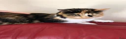 Mixed Breed cats for sale: 2 beautiful calico kittens - Advert 1