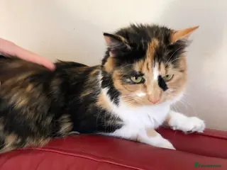 Mixed Breed cats 2 beautiful calico kittens - Advert 4