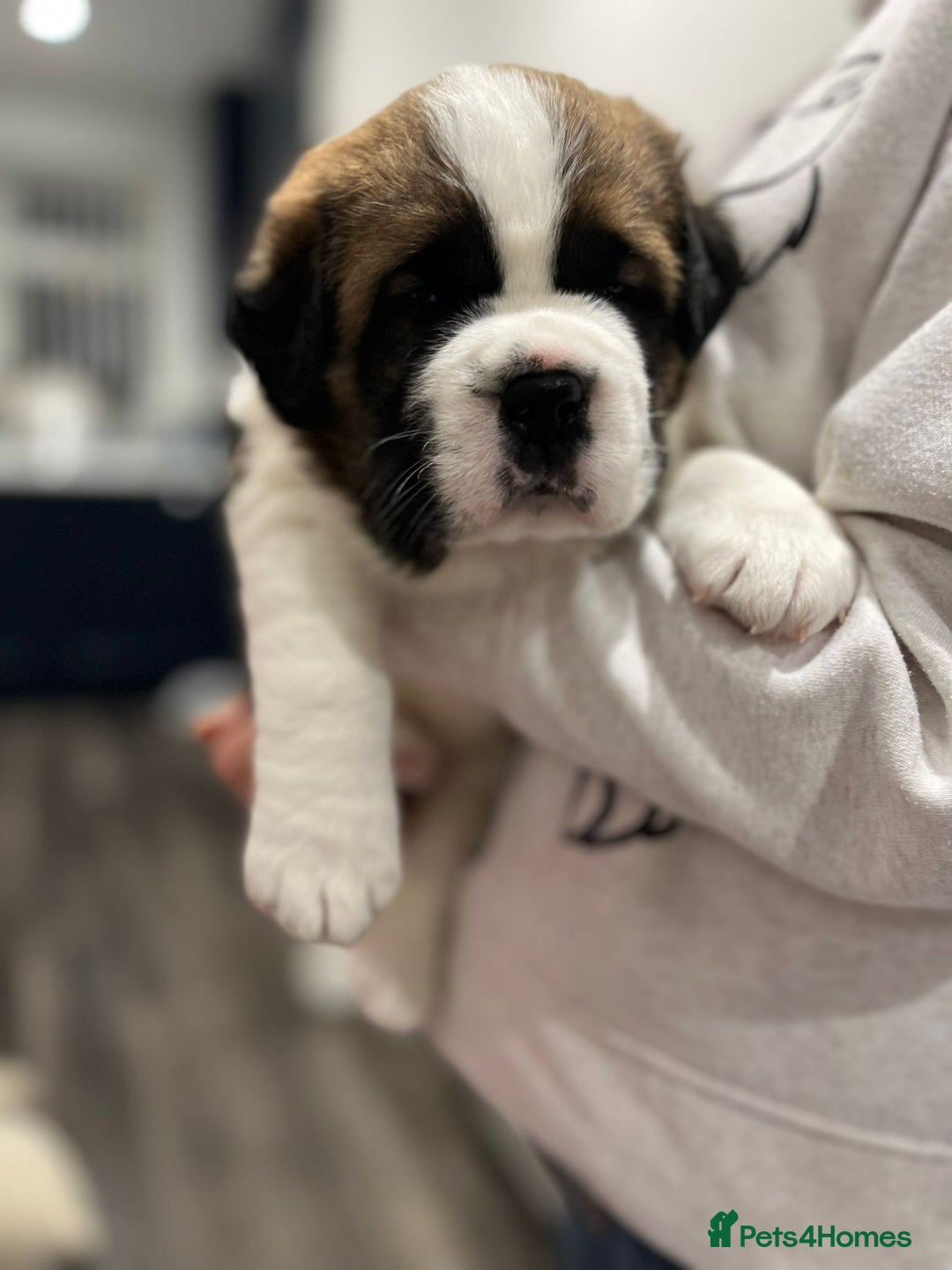 Saint Bernard dogs for sale: 2 beautiful boys for sale - Advert 2