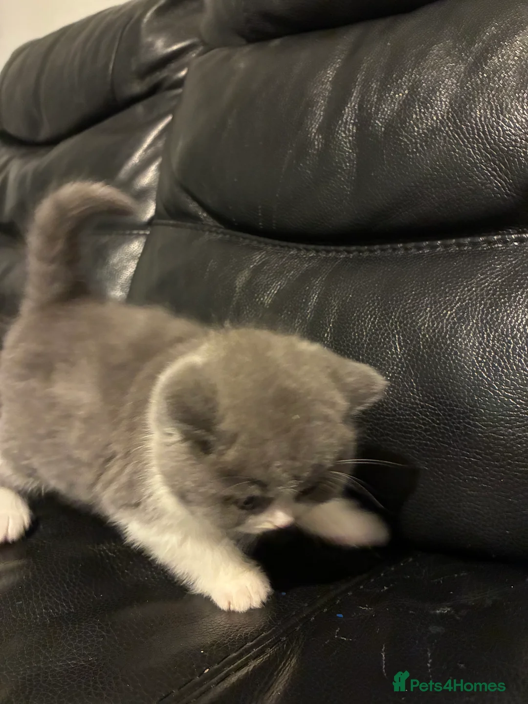 British Shorthair cats for sale: LAST 1 REMAINING BSH TICA KITTENS - Advert 29