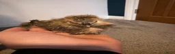 Chickens poultry for sale: Still Available! 4 week Old Silkie Chicks Unsexed - Advert 2