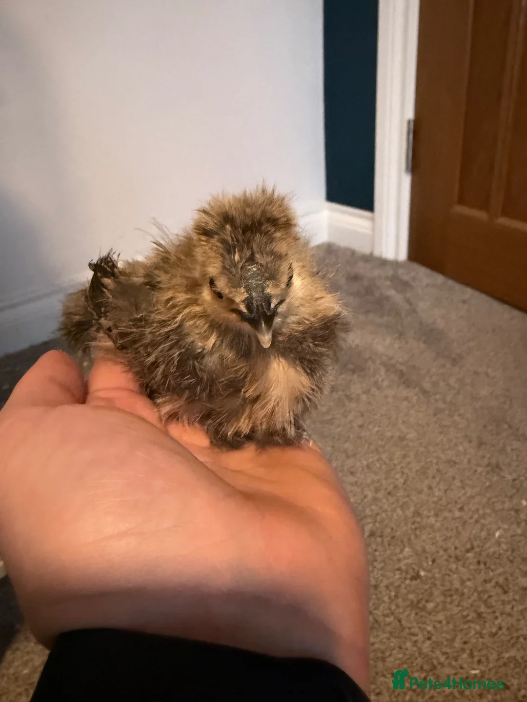 Chickens poultry for sale: Still Available! 4 week Old Silkie Chicks Unsexed - Advert 2