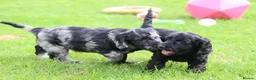 Cockapoo dogs for sale: Beautiful Cockapoo puppies for sale  - Advert 34