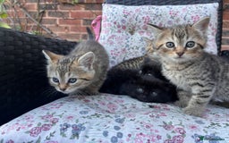 British Shorthair cats for sale: Beautiful fluffy kittens ready in 2 weeks  - Image 3