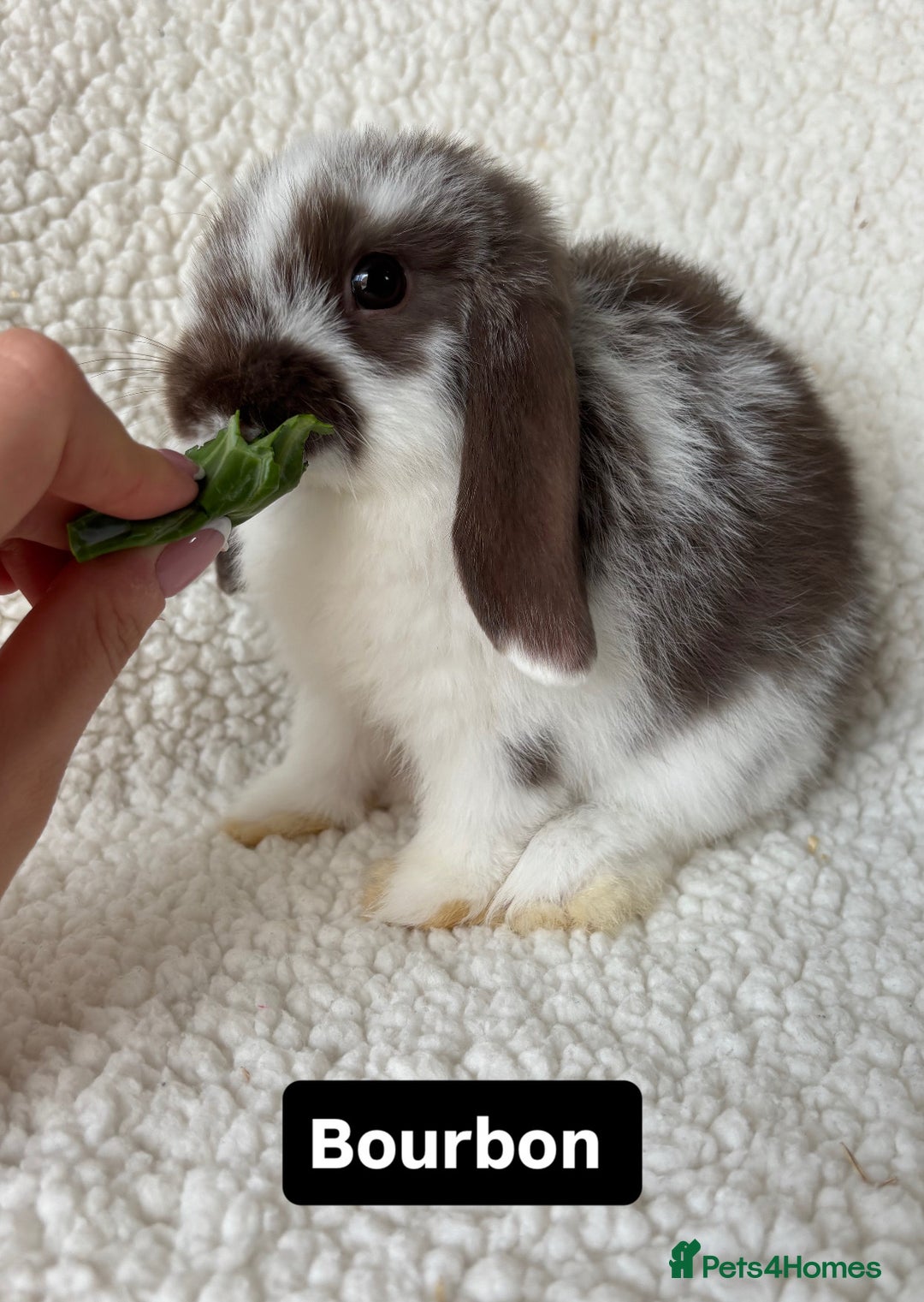 Mini Lop rabbits for sale: Baby mini lops for sale *ready now* - Image 4