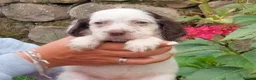 English Setter dogs for adoption: Mara's pups -4x male 4x female English Setter pups - Advert 6