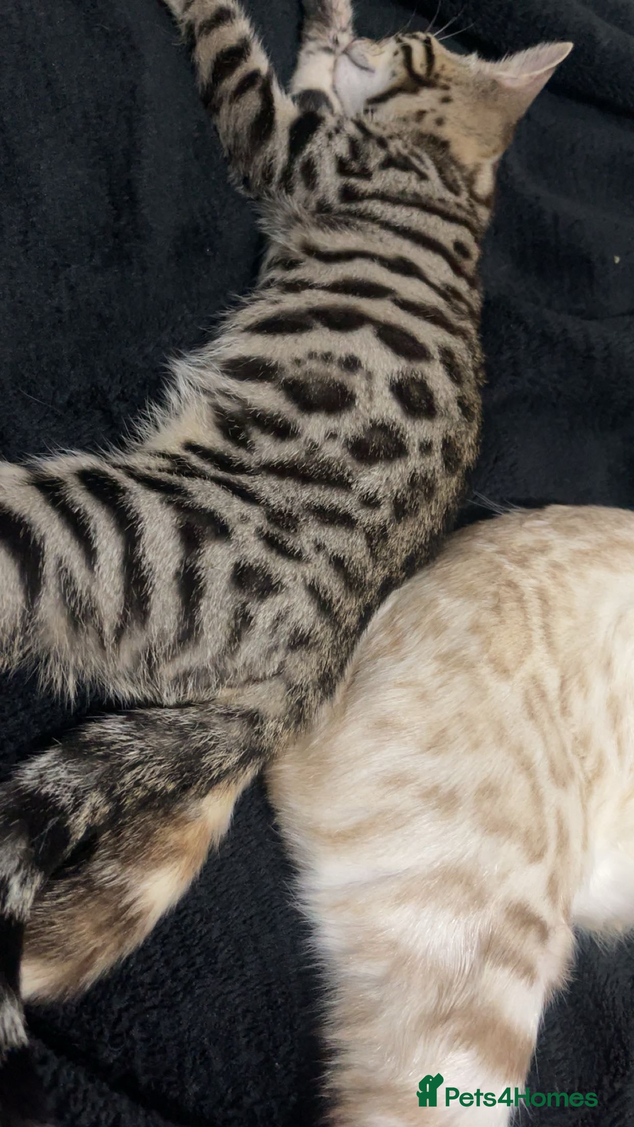 Mixed Breed cats Beautiful Bengal x Black Tabby Kittens - Advert 1