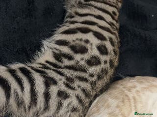 Mixed Breed cats Beautiful Bengal x Black Tabby Kittens - Advert 1