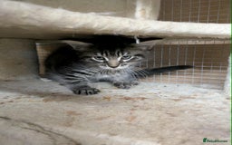 Maine Coon cats for sale: Stunning American Maine coons  - Image 8