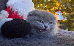 Scottish Fold cats for sale: Beautiful British Shorthair Scottish Fold Kittens - Advert 40