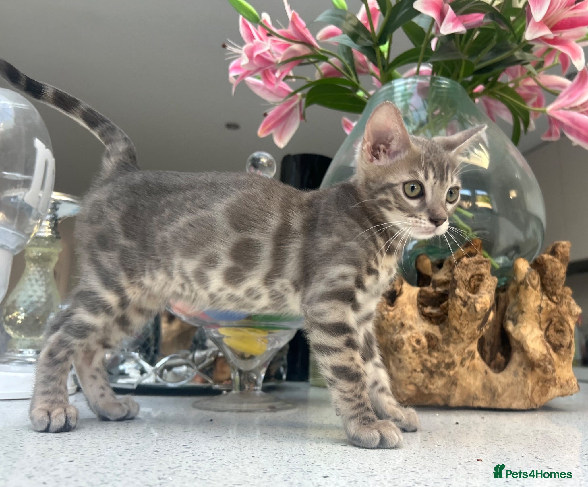 Bengal cats 3 Beautiful Blue Female TICA Reg Bengal kittens  - Advert 18