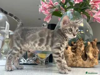 Bengal cats 3 Beautiful Blue Female TICA Reg Bengal kittens - Advert 18