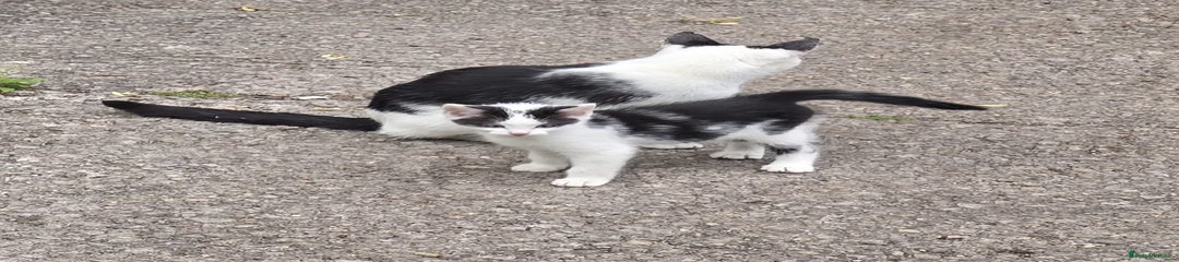 Domestic Kitten black/white 1