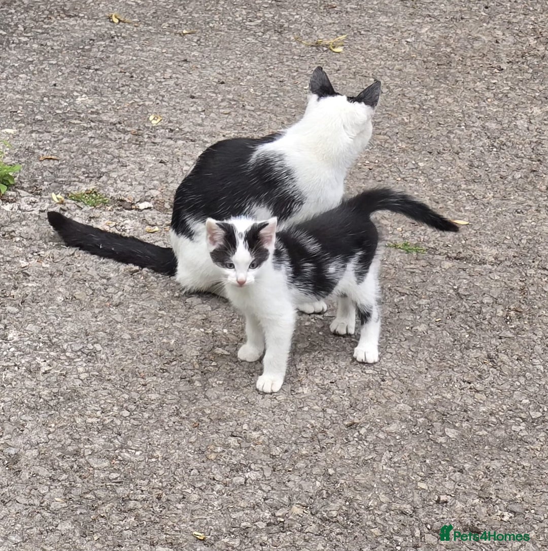 Domestic Shorthair cats for sale: Kitten black and white - Image 8