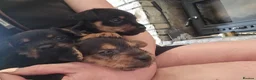 Patterdale Terrier dogs for sale: Fantastic Patterdale terrier pups D&D  - Advert 6