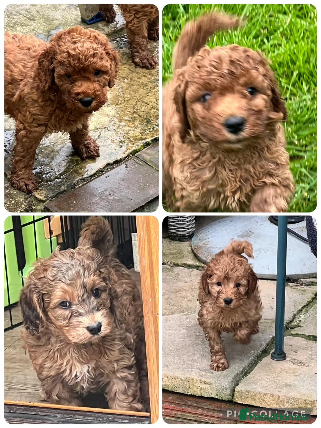 Cockapoo dogs for sale: Lovely Male Cockapoos. Ready 09/04.  - Advert 1