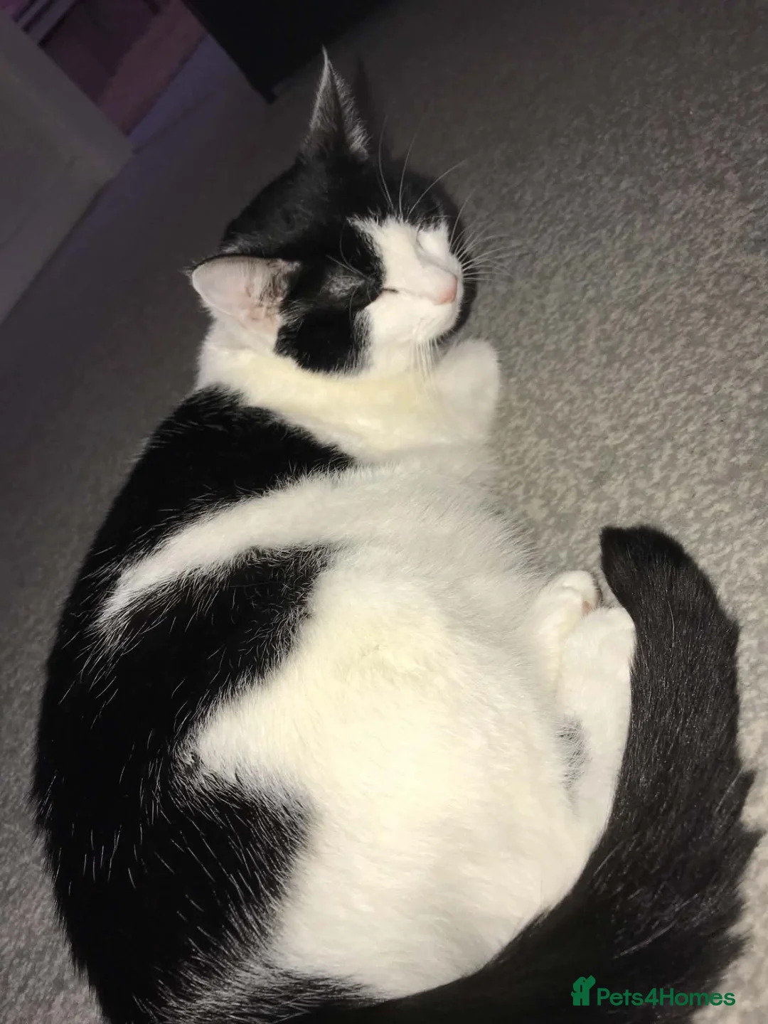 Mixed Breed cats for sale: Five adorable kittens looking for a good home - Advert 2