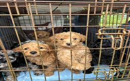 Labradoodle dogs for sale: F1b miniature labradoodle  - Image 8