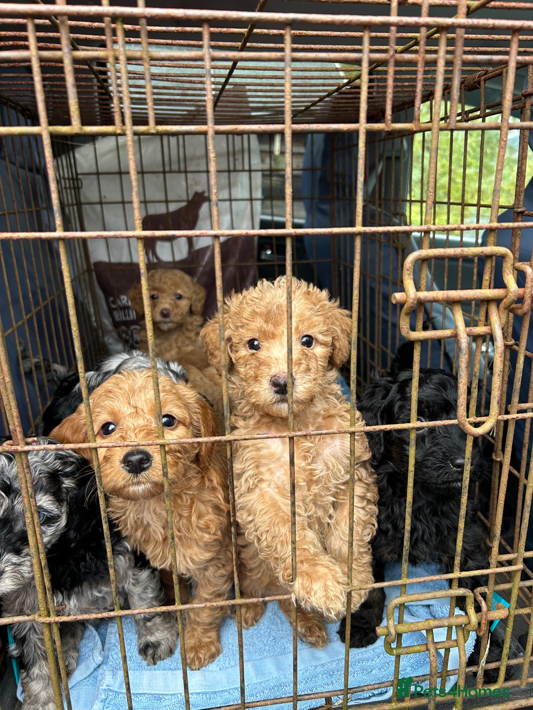 Labradoodle dogs for sale: F1b miniature labradoodle  - Image 8