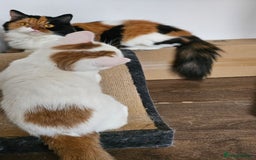 Selkirk Rex cats for sale: Adorable Selkirk Rex Kittens (Straight ) - Image 28