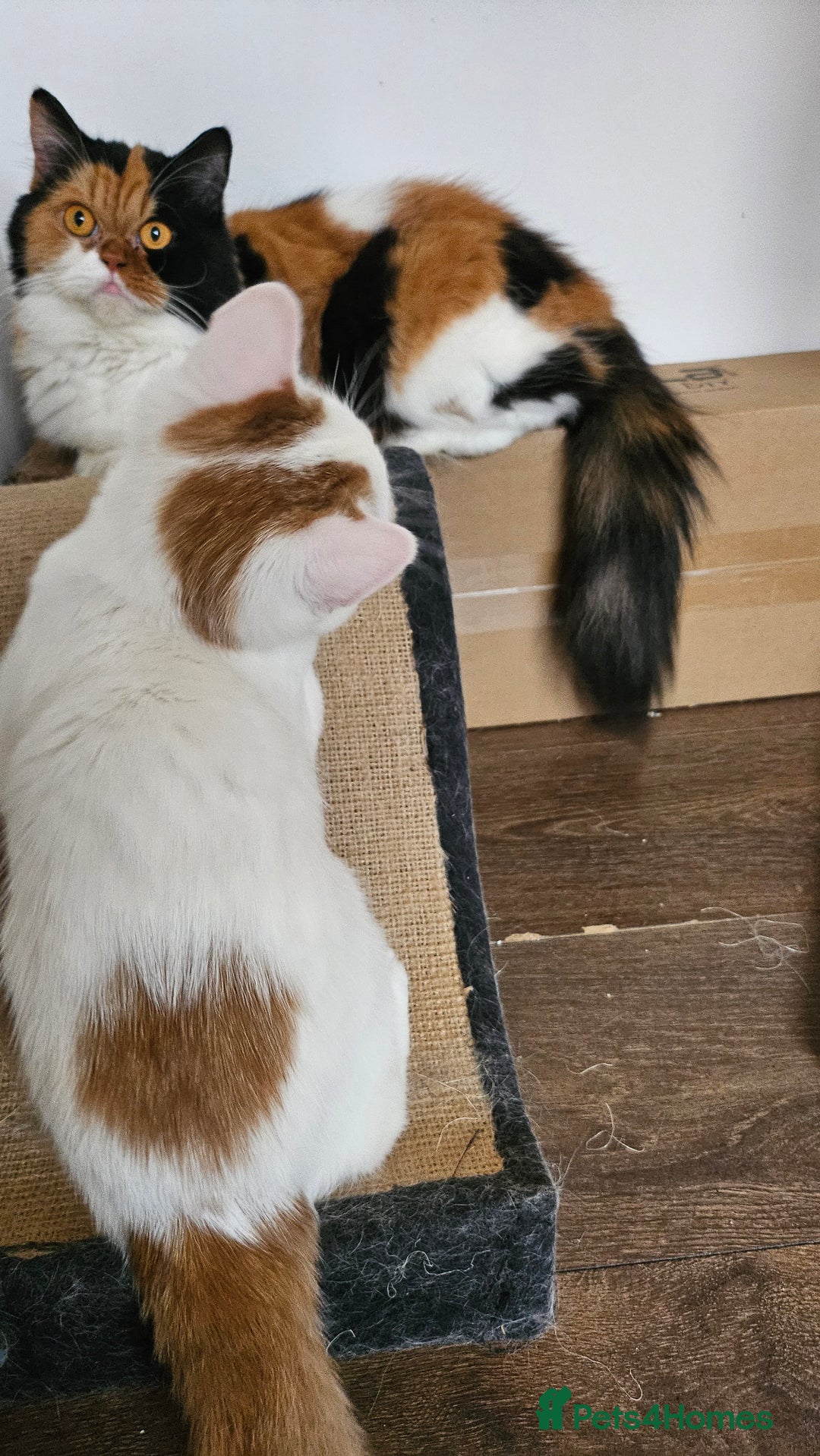 Selkirk Rex cats for sale: Adorable Selkirk Rex Kittens (Straight ) - Image 28