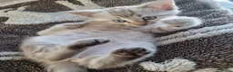 Bengal cats for sale: Snow Leopard Bengal Kitten - Advert 13