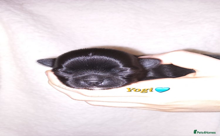 Chihuahua dogs ❤️‍🔥Dna tested parents❤️‍🔥Long-coat 2boys 2girls - Advert 1