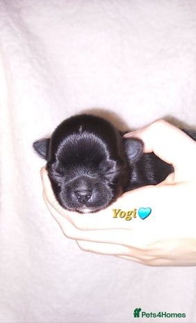 Chihuahua dogs ❤️🔥Dna tested parents❤️🔥Long-coat 2boys 2girls - Advert 1