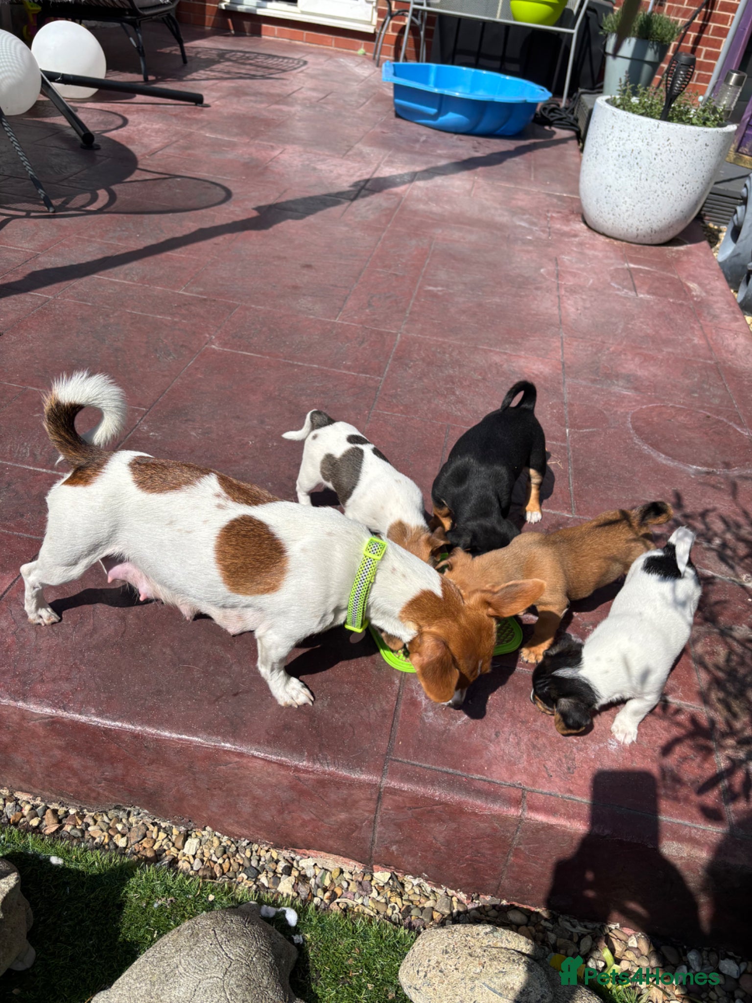 Jack Russell dogs for sale: Two gorgeous Jack Russell’s for sale - Advert 1