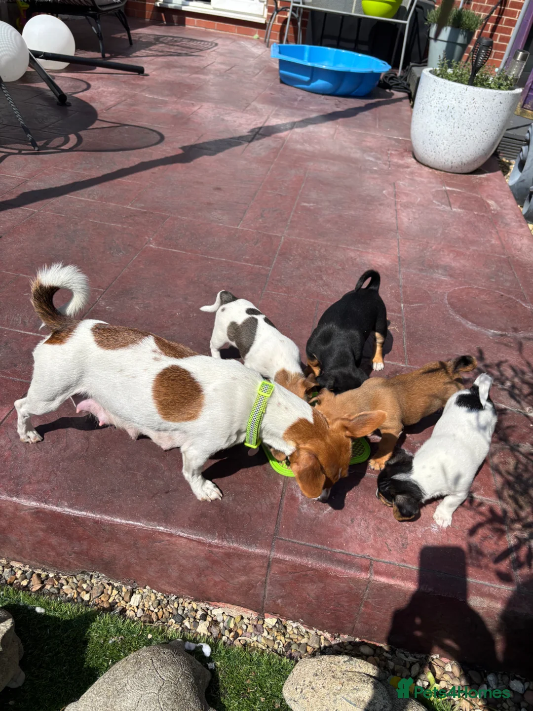 Jack Russell dogs for sale: Two gorgeous Jack Russell’s for sale in Barnsley - Advert 1