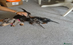 Miniature Dachshund dogs for sale: Miniature dashunds puppies - Image 3