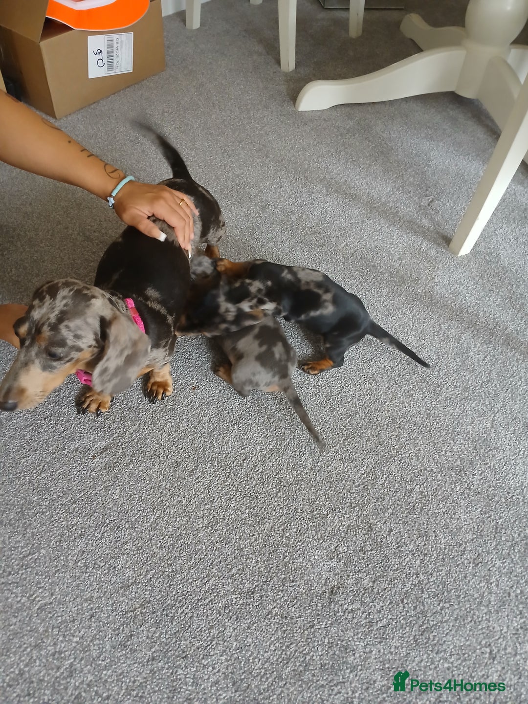 Miniature Dachshund dogs for sale: Miniature dashunds puppies - Image 3