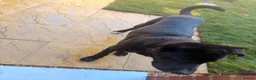 Mixed Breed dogs for sale: Cane Corsa in Southampton - Advert 3