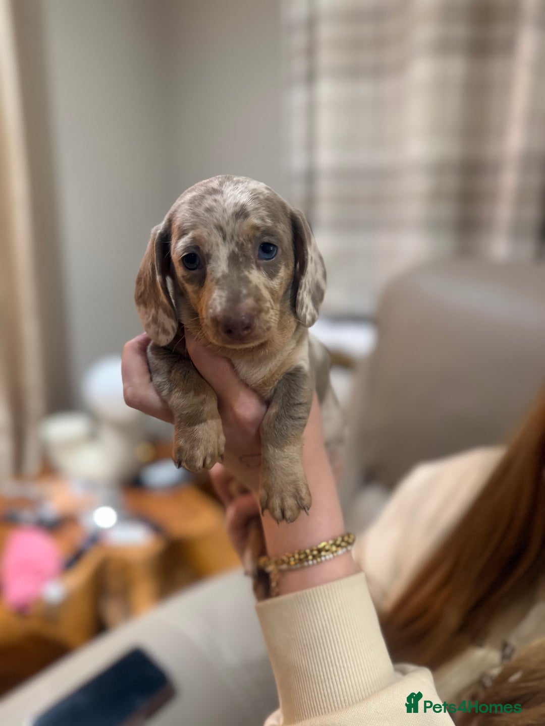 Miniature Dachshund dogs for sale: Beautiful Miniature Dachshund Puppies - Advert 5