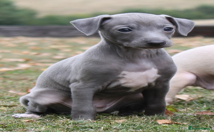 Italian Greyhound dogs - Advert 4