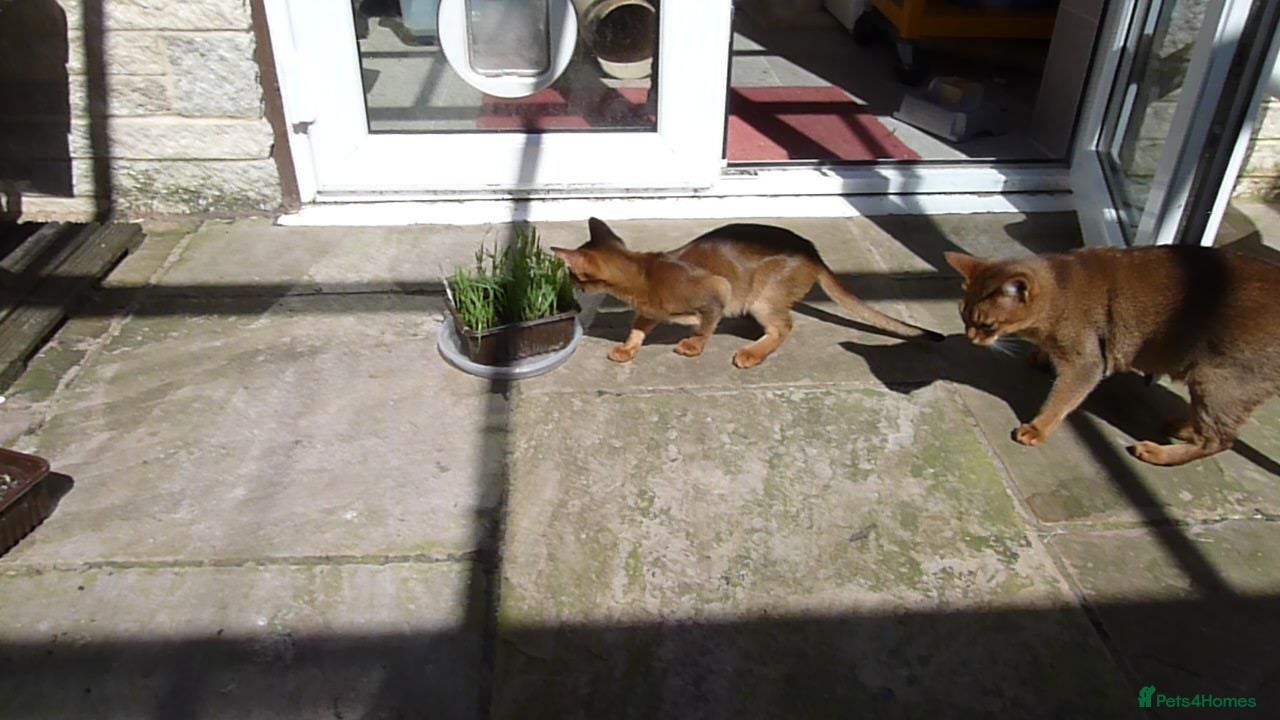 Abyssinian cats Abyssinian Kitten - Advert 2