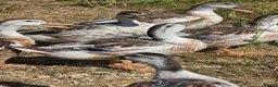 Ducks poultry for sale: Miniature Silver Appleyard drakes - Advert 7