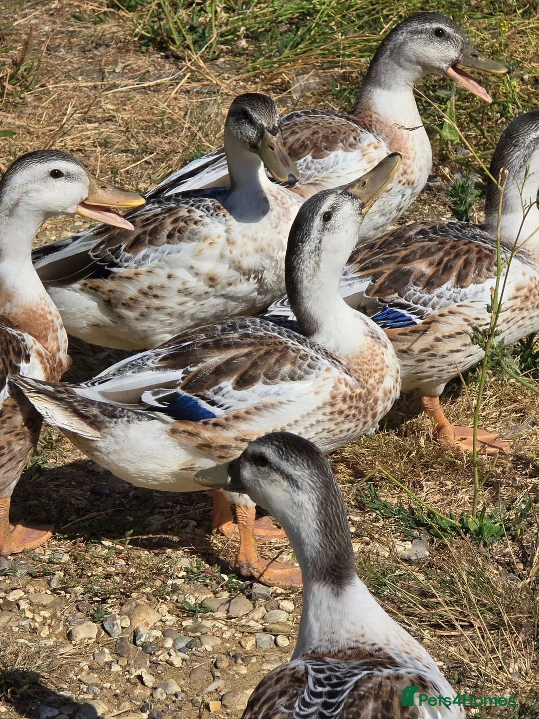 Ducks poultry for sale: Miniature Silver Appleyard drakes - Advert 7
