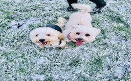 Poochon dogs for sale: Mother and son - Image 3