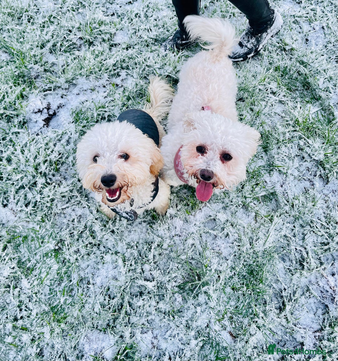 Poochon dogs for sale: Mother and son - Image 3