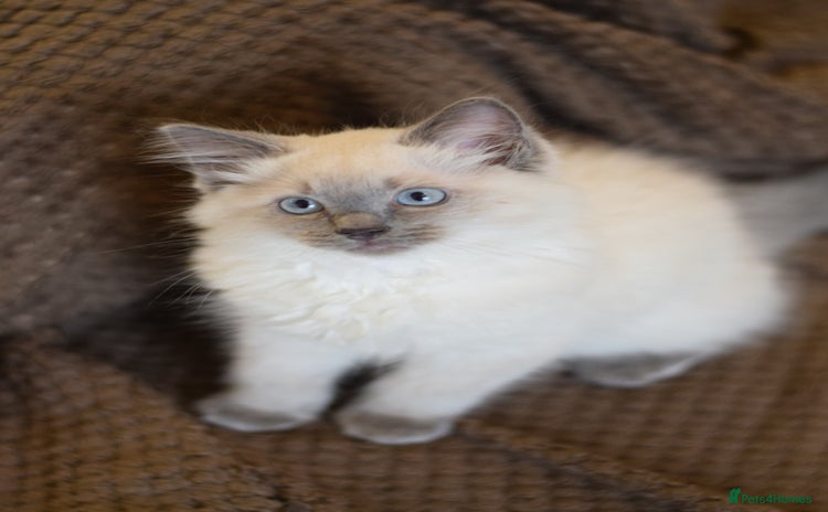 Ragdoll cats - Advert 9